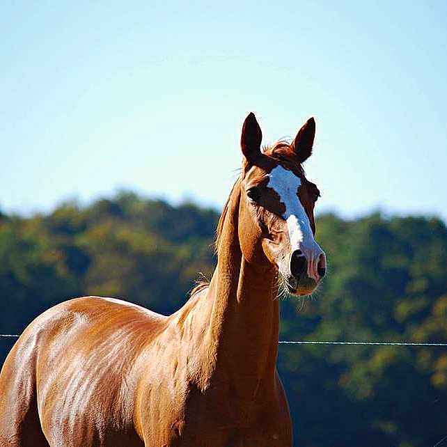 Tougou Brimbelles a rejoint le concours — aidez-le/la à gagner de superbes lots !