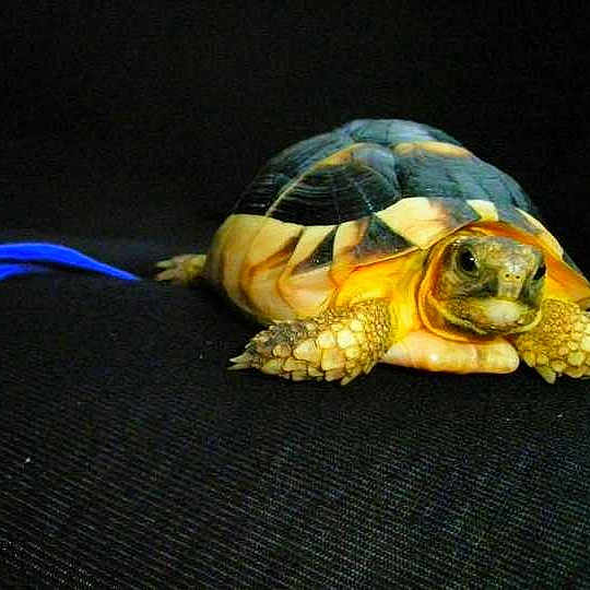 Toto joined the competition — help win amazing prizes!