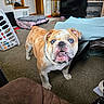 bulldog, dog, blue_eyes, indoor, carpet, pet_bed, living_room, furniture, curious, canine, animal, household, domestic, floor, muzzle, ears, collar, four_legs, whiskers, pet