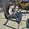 bulldog, dog, pet, animal, chair, outdoor, sunlight, bicycle, concrete, leash, happy, panting, blue_eyes, metal_frame, shadow, seat, backyard, summer, daytime, casual