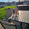 backyard, bulldog, chair, daylight, dog, fence, grass, house, leash, metal, outdoor, patio, pet, plastic, relaxation, residential, shadow, sunlight, table, yard
