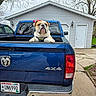 4x4, blue, bulldog, canine, daytime, dodge, dog, driveway, garage, leash, license_plate, outdoor, pavement, pet, pickup_truck, side_mirror, suburban, tailgate, truck, vehicle