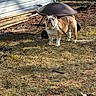 bulldog, dog, leash, grass, yard, fire_pit, outdoor, sunlight, rustic, wooden_planks, pet, animal, tethered, brown, white, fur, standing, alert, daylight, nature