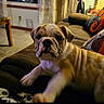 bulldog, puppy, dog, indoor, couch, living_room, pet, animal, fur, face, wrinkles, curious, cozy, home, carpet, chair, pillow, window, curtain, relaxing