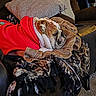 Max joined the competition — help win amazing prizes! animal, blanket, bulldog, canine, comfort, couch, cozy, dog, fabric, fur, home, indoor, pet, red_sweater, relaxation, resting, sleepy, snuggling, warm, wrinkles