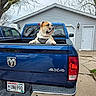 4x4, animal, backyard, blue_truck, bulldog, canine, cloudy_sky, curious, dodge, dog, driveway, garage, harness, outdoor, parking, pet, pickup_truck, suburban, tree, vehicle