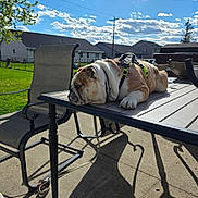 Max is registered to the contest to win money with this photo: animal, bulldog, chair, clouds, daytime, dog, fence, grass, harness, leash, outdoor, patio, pet, relaxing, residential, shadow, sky, summer, sunlight, table