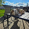 animal, bulldog, chair, clouds, daytime, dog, fence, grass, harness, leash, outdoor, patio, pet, relaxing, residential, shadow, sky, summer, sunlight, table