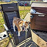 bulldog, dog, pet, outdoor, chair, lawn_chair, leash, sunny, backyard, grass, sidewalk, hot_tub, fence, metal_frame, relaxation, daytime, shadow, residential, animal, summer