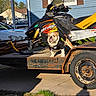 animal, black_shirt, blue_siding, bulldog, car, daylight, dog, grass, house, outdoor, pet, rust, shadow, sidewalk, ski_doo, snowmobile, trailer, transport, vehicle, wheel