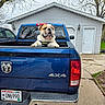 blue_truck, bulldog, cloudy_sky, concrete, dog, dog_harness, door, garage, headlight, license_plate, outdoor, parked_car, pickup_truck, side_mirror, smiling_dog, tailgate, tree, vehicle, window, yard