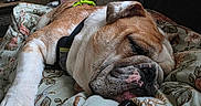 Max is registered to the contest to win money with this photo: animal, blanket, brown, bulldog, closeup, couch, cozy, dog, floral_pattern, furniture, harness, home, indoor, living_room, pet, relaxation, resting, sleeping, television, white