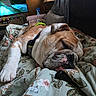 animal, blanket, brown, bulldog, closeup, couch, cozy, dog, floral_pattern, furniture, harness, home, indoor, living_room, pet, relaxation, resting, sleeping, television, white