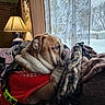 bulldog, dog, pet, indoor, window, curtains, blanket, lamp, home, cozy, red_harness, animal, resting, side_view, furniture, warm_light, winter, snow, reflection, portrait