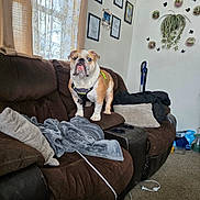 Max is registered to the contest to win money with this photo: bulldog, dog, brown_couch, blanket, pillows, window, curtains, framed_art, hanging_plants, living_room, carpet, vacuum_cleaner, decor, indoor, pet, cozy, furniture, houseplant, relaxation, home