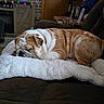 Max joined the competition — help win amazing prizes! blanket, brown, bulldog, close_up, couch, cozy, decorations, dog, fur, furniture, home, indoor, living_room, pet, portrait, relaxation, resting, sleeping, soft_lighting, white