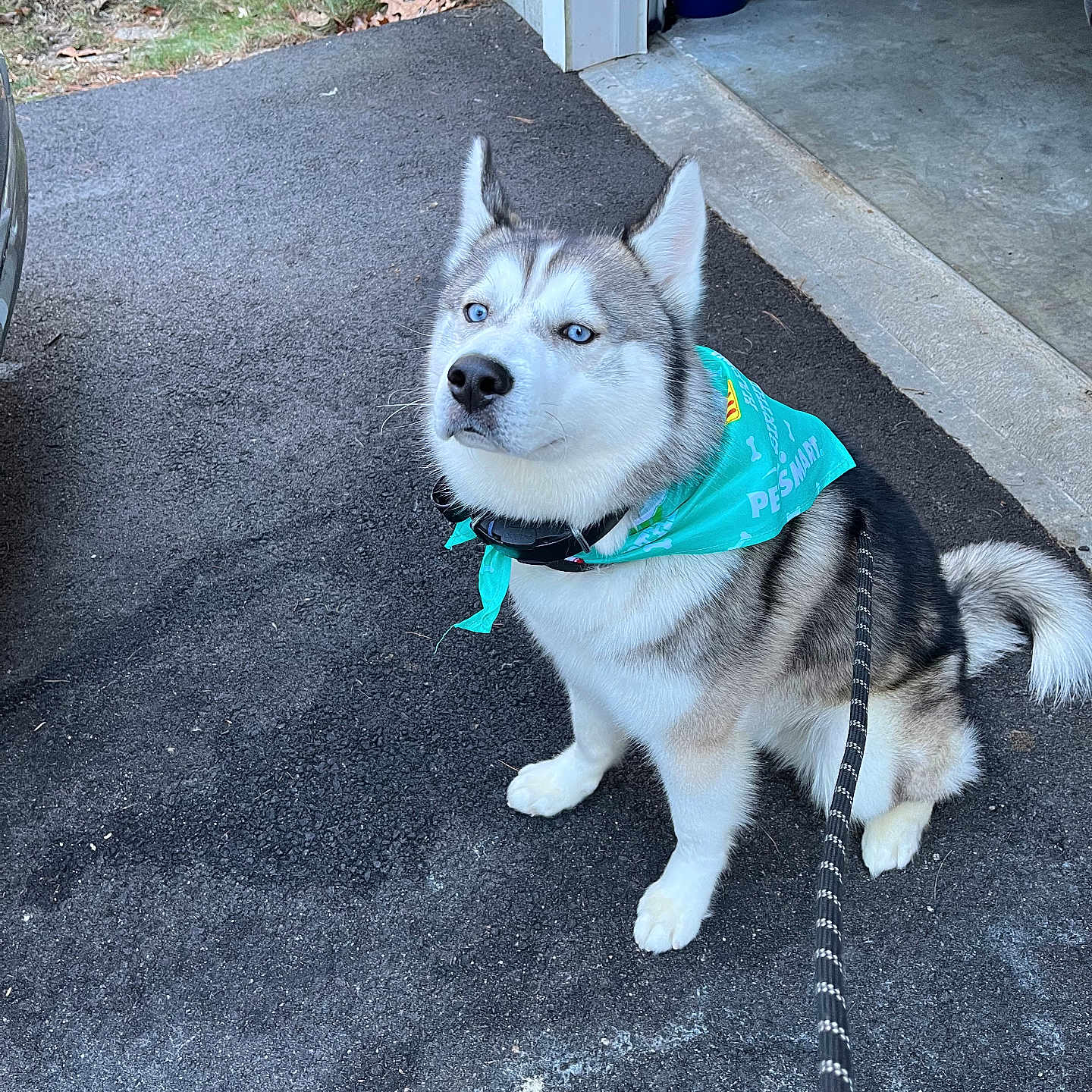 Smokey joined the competition — help win amazing prizes! accessories, animal, architecture, building, canine, car, dog, eskimodog, husky, leash, outdoors, path, pet, plant, puppy, shelter, slate, strap, transportation, vehicle