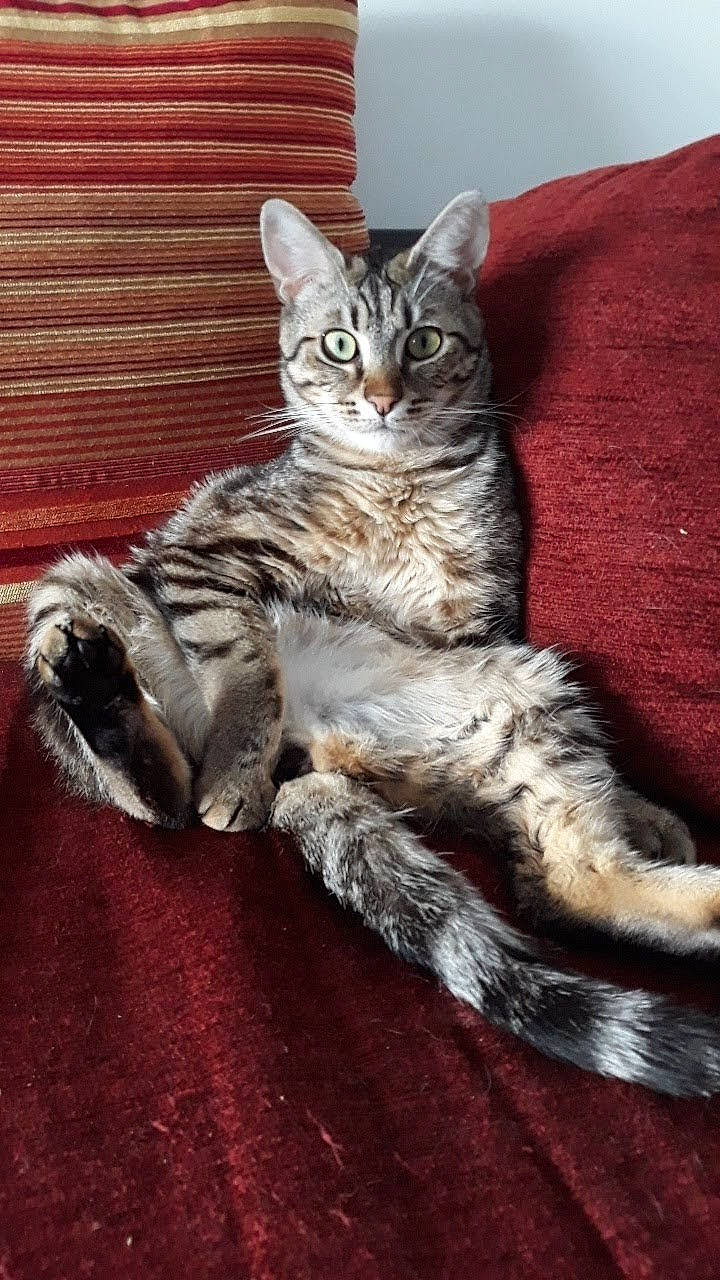 Andy a rejoint le concours — aidez-le/la à gagner de superbes lots ! american_shorthair, american_wirehair, asian, california_spangled, carnivore, cat, claw, domestic_short_haired_cat, dragon_li, egyptian_mau, european_shorthair, felidae, kitten, mammal, pixie_bob, small_to_medium_sized_cats, tabby_cat, tail, vertebrate, whiskers