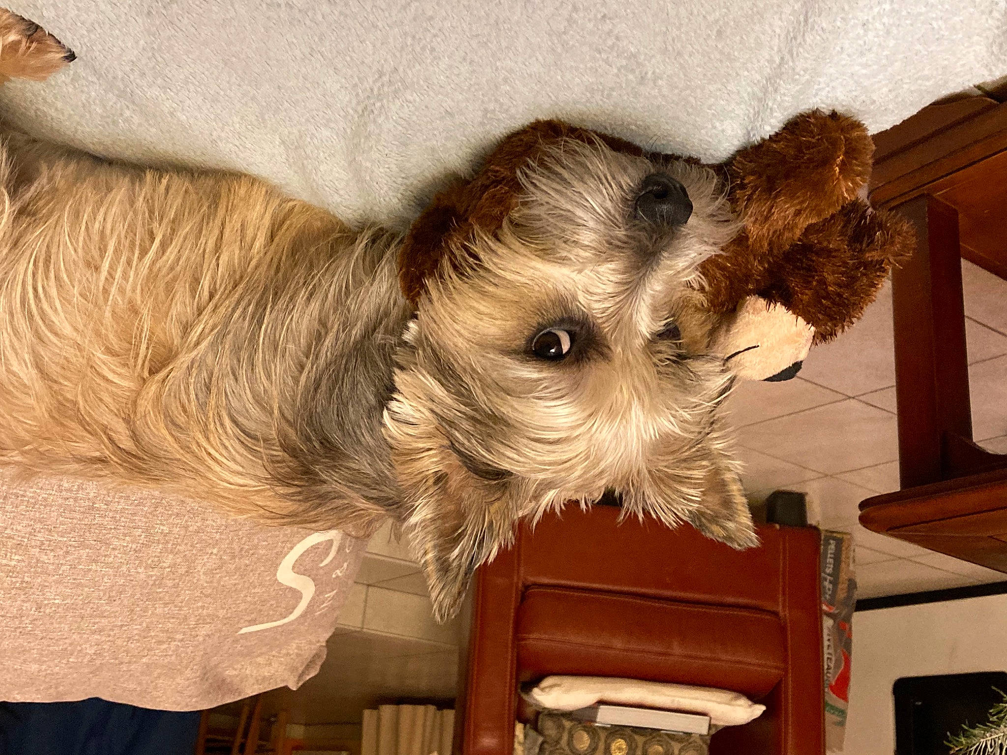 Shadow a rejoint le concours — aidez-le/la à gagner de superbes lots ! canidae, carnivore, companion_dog, dog, dog_breed, dog_supply, fawn, fur, golden_retriever, liver, schnauzer, small_terrier, snout, sporting_group, standard_schnauzer, terrier, toy_dog, wood, working_animal, working_terrier