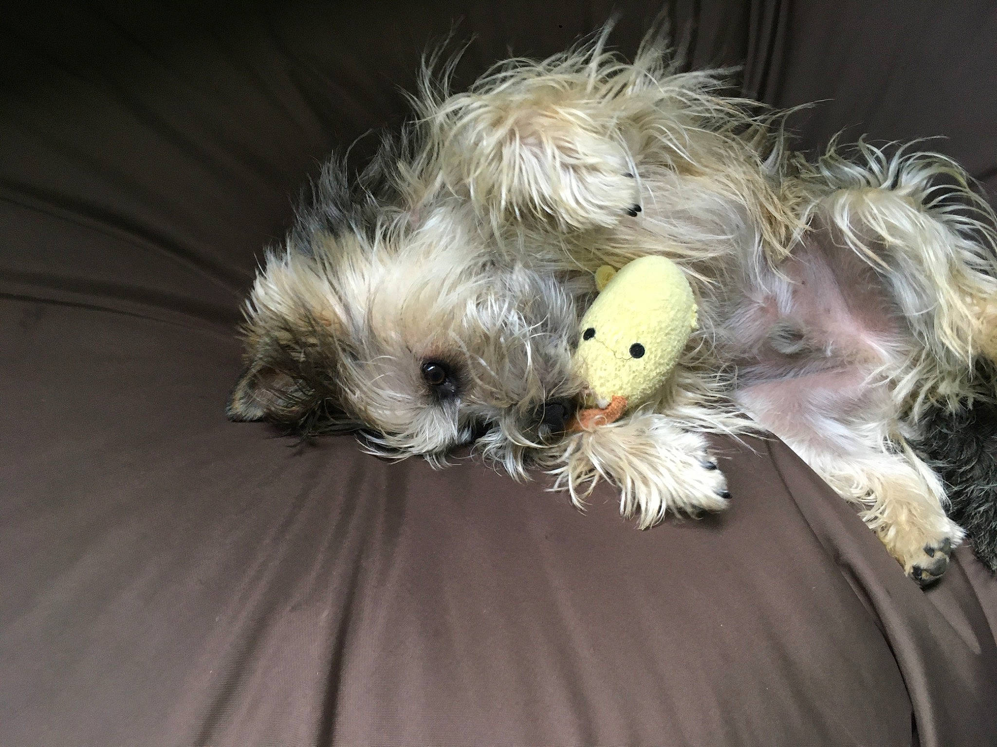 Shadow participe au concours pour gagner de l'argent avec cette photo : canidae, carnivore, companion_dog, dog, dog_breed, feather, fur, non_sporting_group, small_terrier, snout, sporting_group, tail, terrier, toy, toy_dog, whiskers