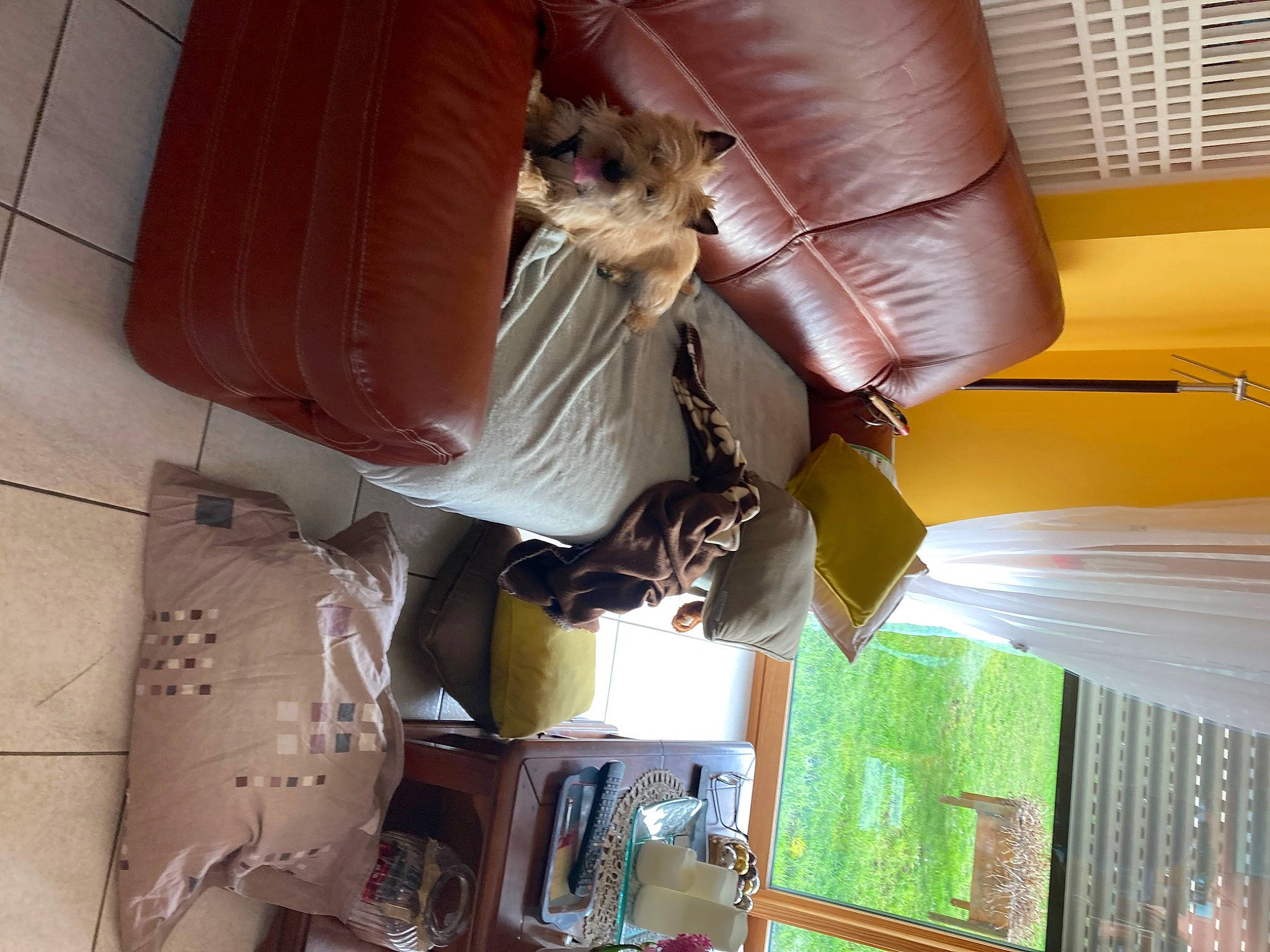Shadow participe au concours pour gagner de l'argent avec cette photo : carnivore, cat, comfort, companion_dog, couch, felidae, fur, hardwood, room, shade, small_to_medium_sized_cats, textile, tints_and_shades, whiskers, wood