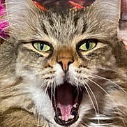 Lucy joined the competition — help win amazing prizes! animal, cat, close_up, closeup, cute, domestic_cat, expressive, face, feline, fluffy, fur, green_eyes, indoor, mouth_open, muzzle, pet, portrait, tabby, whiskers, yawning