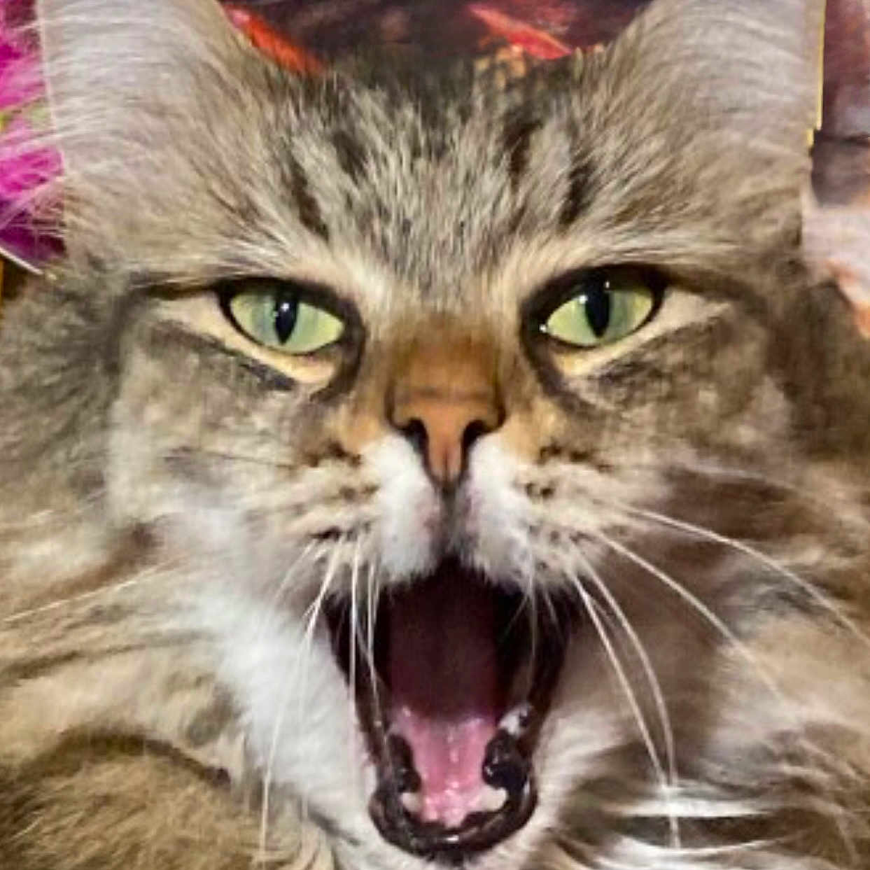 Lucy joined the competition — help win amazing prizes! animal, cat, close_up, closeup, cute, domestic_cat, expressive, face, feline, fluffy, fur, green_eyes, indoor, mouth_open, muzzle, pet, portrait, tabby, whiskers, yawning
