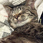 Pippy is registered to the contest to win money with this photo: animal, blanket, cat, close_up, cozy, cute, domestic_cat, ears, feline, fur, indoor, pet, quilt, relaxed, resting, sleeping, snuggled, soft_texture, tabby_cat, whiskers