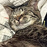 animal, blanket, cat, close_up, cozy, cute, domestic_cat, ears, feline, fur, indoor, pet, quilt, relaxed, resting, sleeping, snuggled, soft_texture, tabby_cat, whiskers