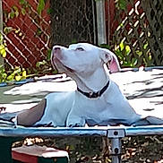 Apollo joined the competition — help win amazing prizes! dog, white_dog, brown_patch, trampoline, outdoor, fence, sunlight, shade, relaxing, pet, animal, collar, summer, backyard, nature, leaves, tree, resting, daytime, calm