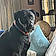 Odie