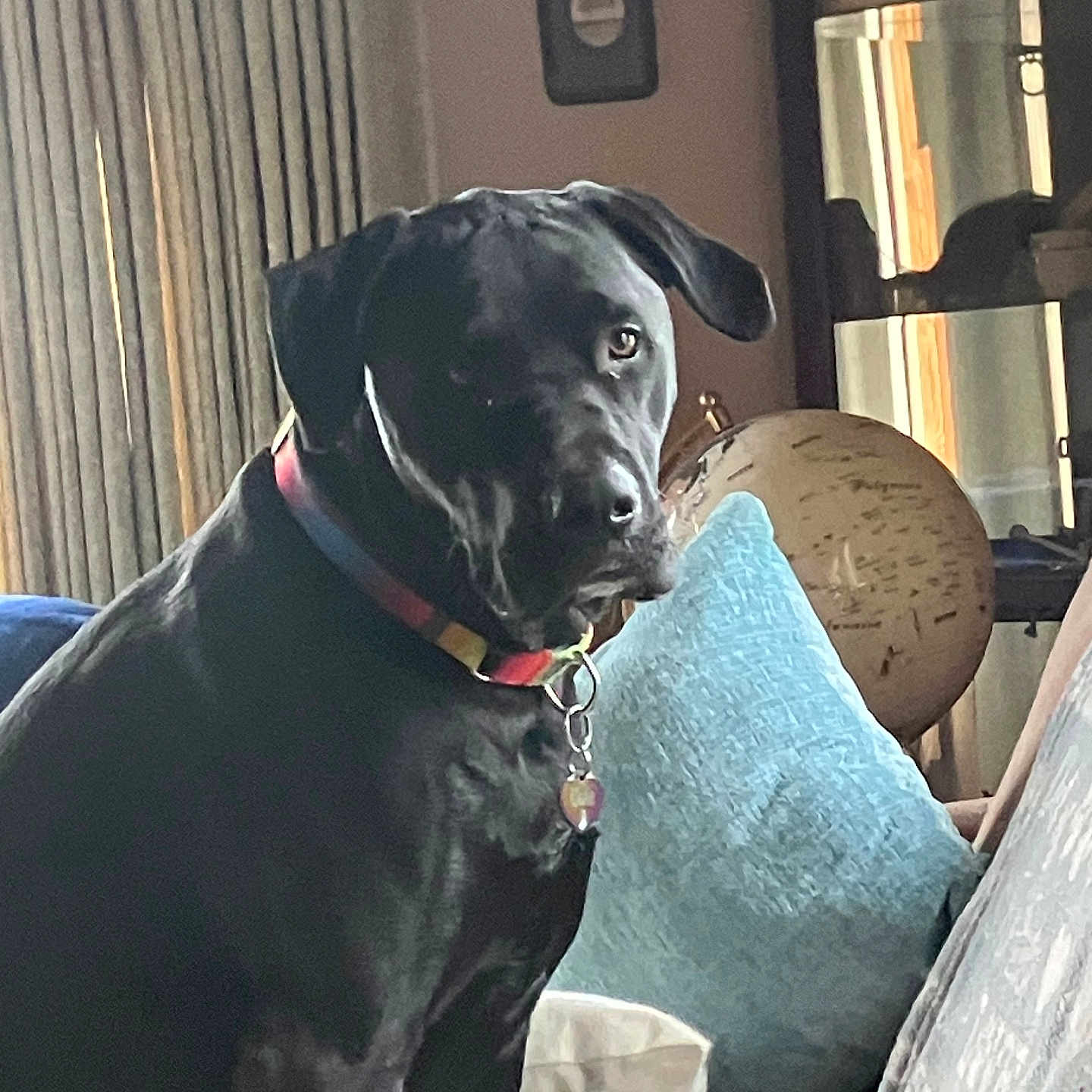 Odie