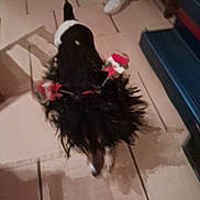 Unique a rejoint le concours — aidez-le/la à gagner de superbes lots ! dog, black_and_white, holiday_outfit, decorations, floor, tile_floor, walking, indoor, person, white_shoes, legs, blur, pet, canine, animal, festive, red, white, fur, tail