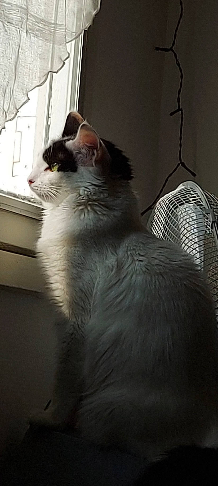 Saphir participe au concours pour gagner de l'argent avec cette photo : black_cat, carnivore, cat, darkness, domestic_short_haired_cat, eye, felidae, fur, grey, monochrome, monochrome_photography, paw, shadow, sitting, small_to_medium_sized_cats, snout, tail, tints_and_shades, whiskers, window