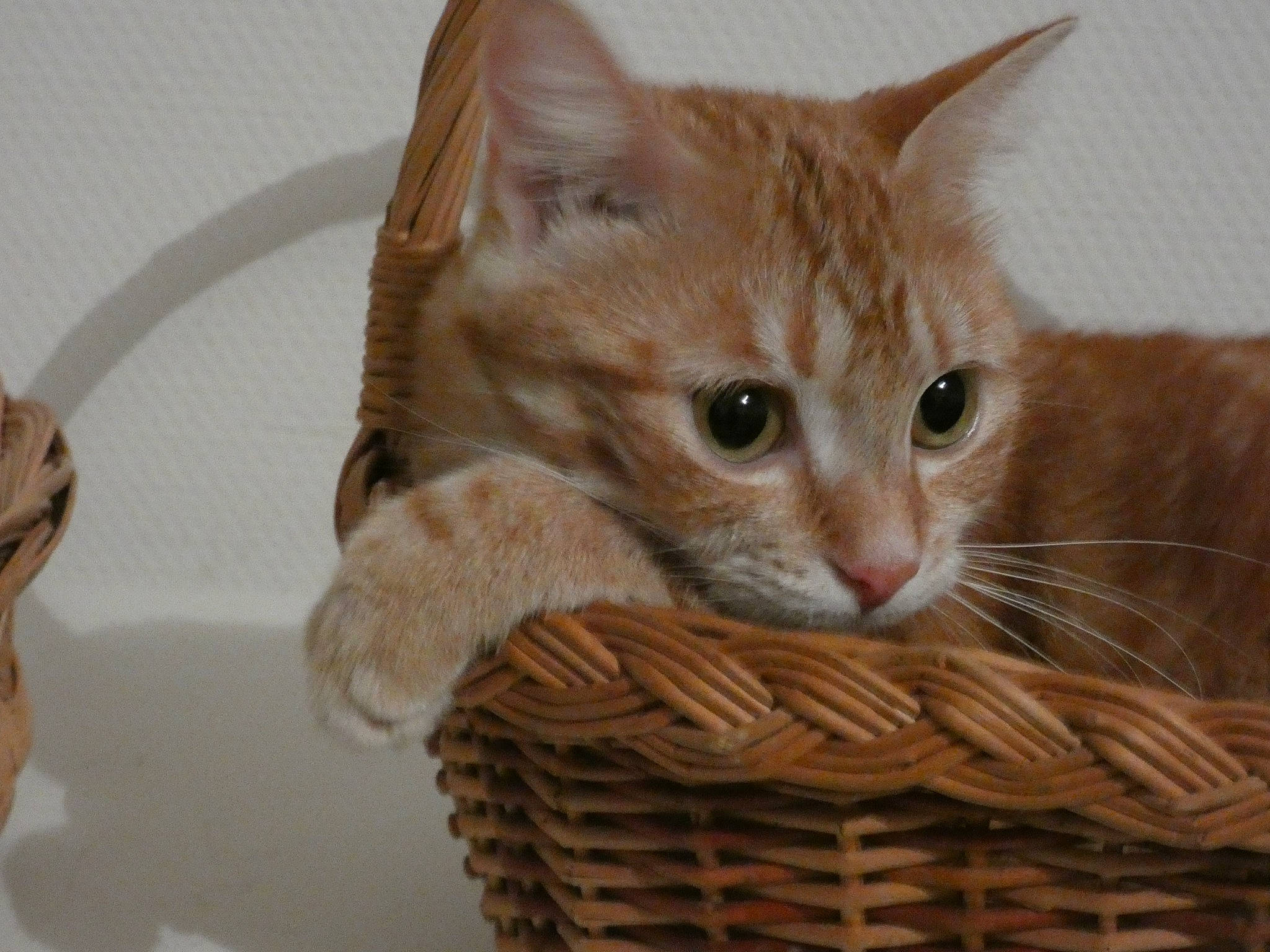 Mii a rejoint le concours — aidez-le/la à gagner de superbes lots ! basket, box, carnivore, cat, domestic_short_haired_cat, fawn, felidae, fur, home_accessories, paw, pet_supply, small_to_medium_sized_cats, storage_basket, tail, thread, whiskers, wicker, wood