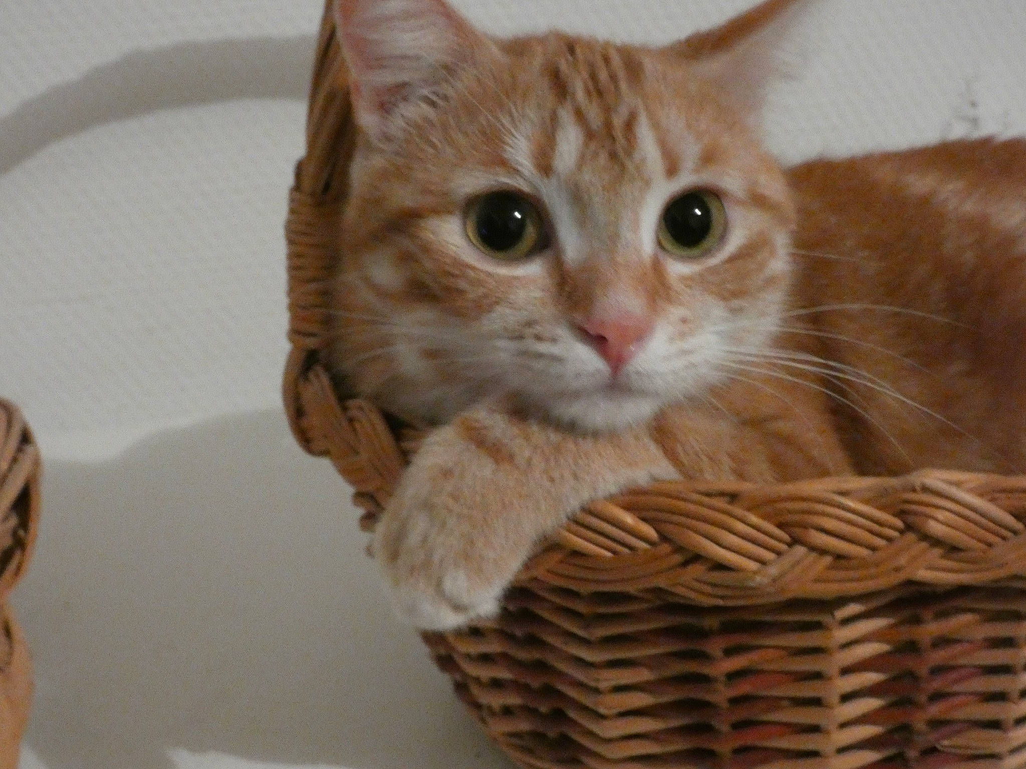 Mii a rejoint le concours — aidez-le/la à gagner de superbes lots ! basket, bathtub, box, carnivore, cat, cat_supply, comfort, domestic_short_haired_cat, fawn, felidae, fur, paw, pet_supply, small_to_medium_sized_cats, snout, storage_basket, tail, whiskers, wicker, wood