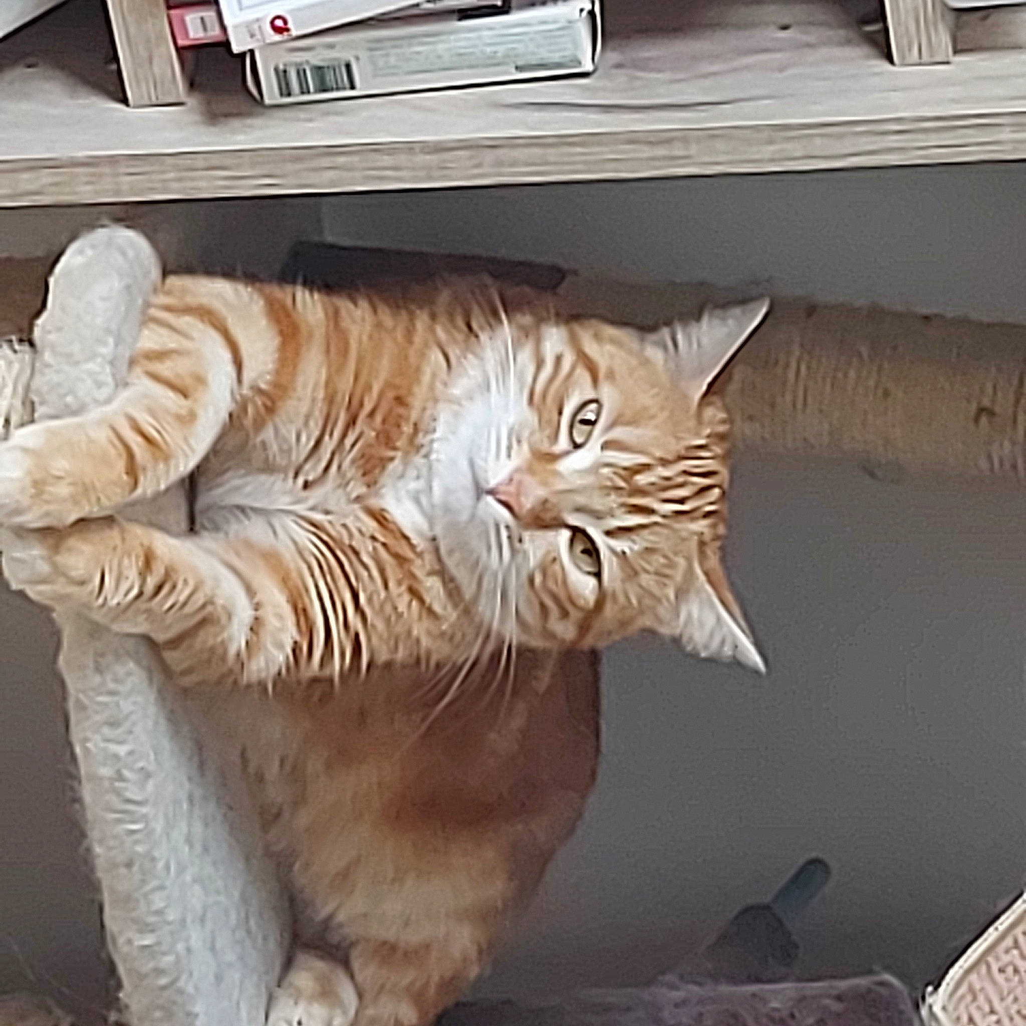 Mii participe au concours pour gagner de l'argent avec cette photo : carnivore, carving, cat, cat_supply, claw, comfort, domestic_short_haired_cat, eye, fawn, felidae, fur, hardwood, paw, small_to_medium_sized_cats, snout, tail, terrestrial_animal, whiskers, window, wood