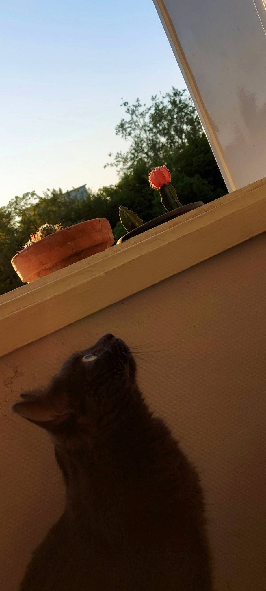 Loki a rejoint le concours — aidez-le/la à gagner de superbes lots ! brown, carnivore, cat, dog_breed, felidae, flowerpot, grass, hardwood, house, plant, roof, shade, sky, small_to_medium_sized_cats, tail, tints_and_shades, tree, whiskers, window, wood