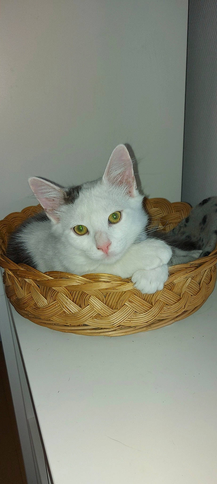 Berlioz participe au concours pour gagner de l'argent avec cette photo : basket, box, carnivore, cat, cat_supply, comfort, domestic_short_haired_cat, felidae, home_accessories, packing_materials, paw, pet_supply, small_to_medium_sized_cats, storage_basket, whiskers, wicker