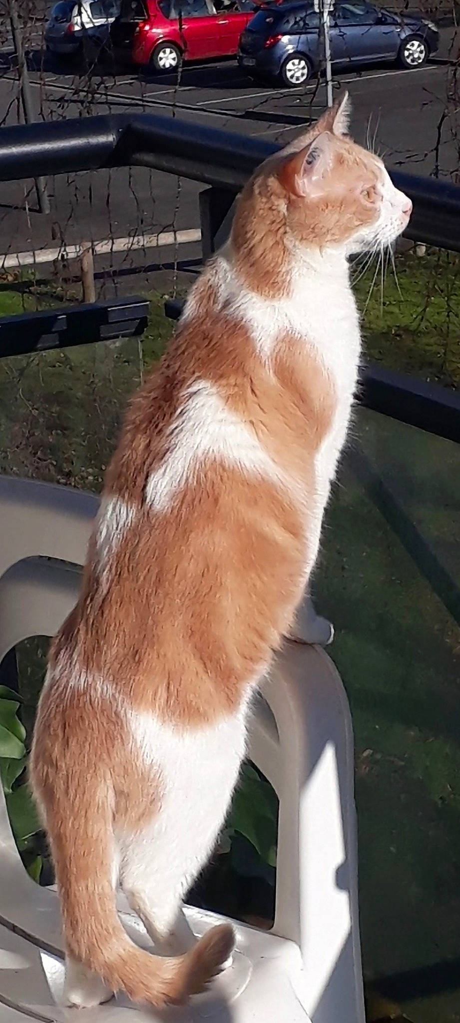 Optimus participe au concours pour gagner de l'argent avec cette photo : automotive_exterior, canidae, carnivore, cat, companion_dog, dog_breed, fawn, felidae, fur, glass, hood, human_leg, liver, plant, small_to_medium_sized_cats, tail, terrestrial_animal, whiskers, window, windshield