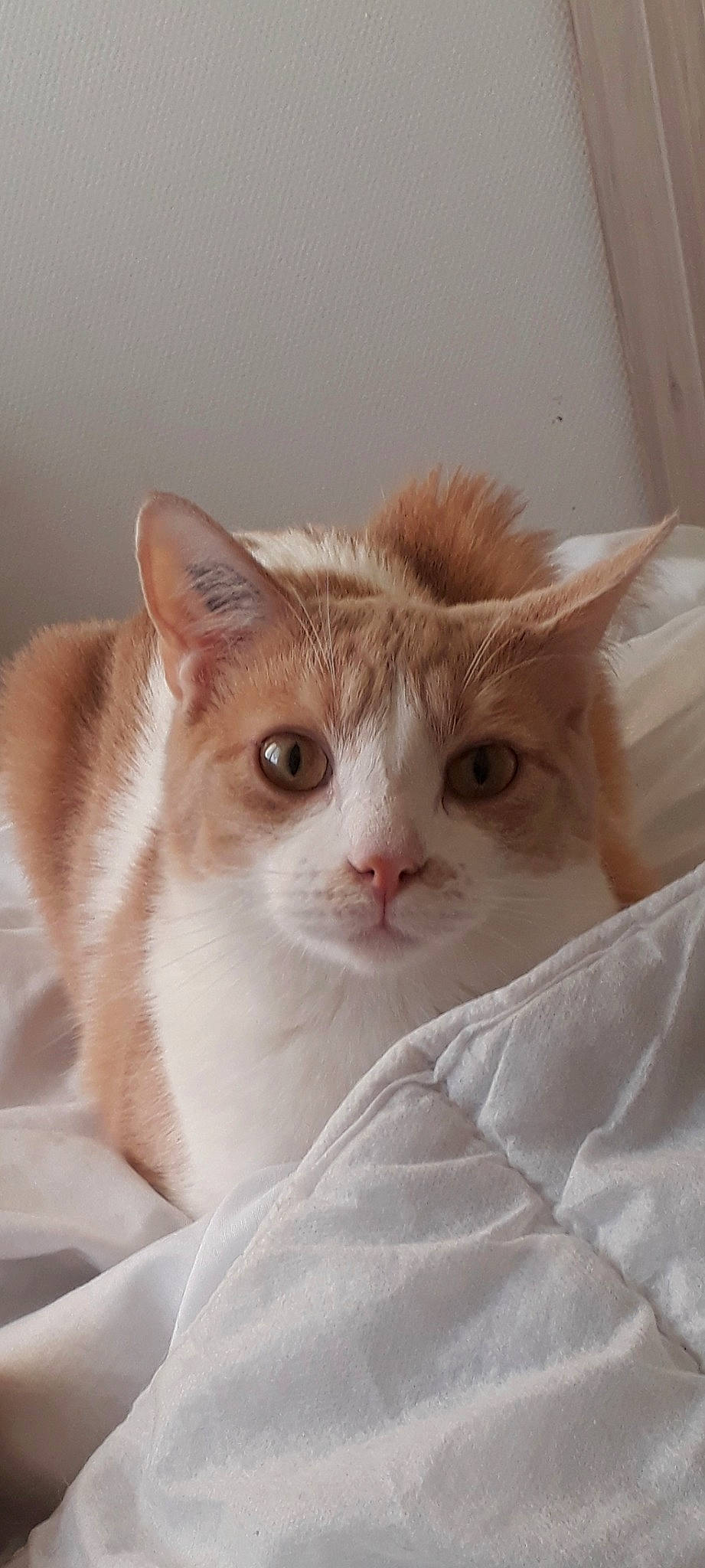 Optimus participe au concours pour gagner de l'argent avec cette photo : carnivore, cat, comfort, domestic_short_haired_cat, ear, fawn, felidae, fur, iris, paw, small_to_medium_sized_cats, snout, tail, whiskers, window