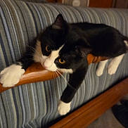 Ozzy is registered to the contest to win money with this photo: cat, black_and_white, striped_couch, wooden_armrest, indoor, pet, feline, whiskers, curious, relaxed, furniture, home, animal, claws, paws, resting, orange_eyes, fur, close_up, domestic