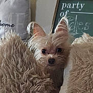 Bella joined the competition — help win amazing prizes! dog, small_dog, fluffy, cushions, indoor, pet, curious, ears, eyes, decor, pillow, cozy, home, furniture, closeup, animal, companion, cute, relaxed, background