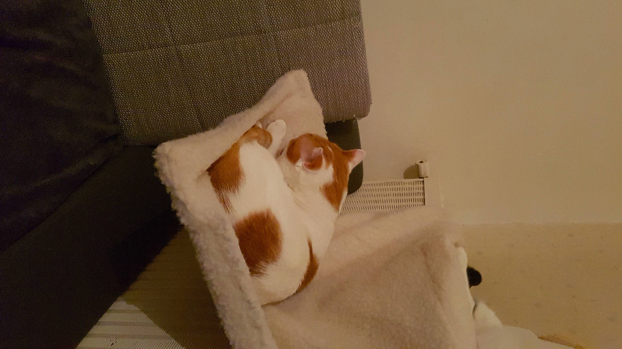 Lako a rejoint le concours — aidez-le/la à gagner de superbes lots ! carnivore, cat, felidae, paper, paper_product, small_to_medium_sized_cats, tail, toilet_paper, turkish_van