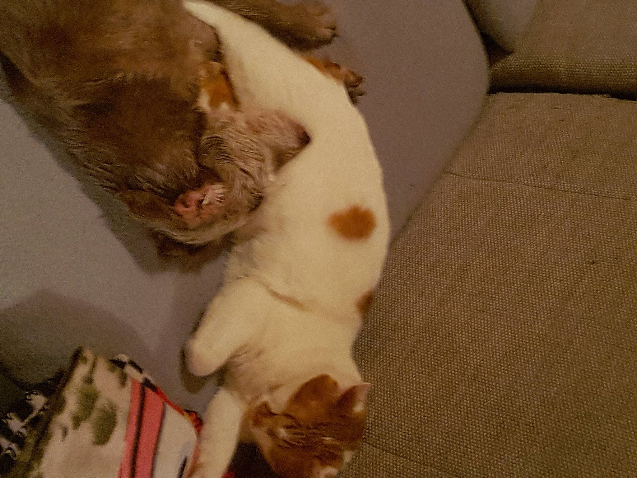 Lako a rejoint le concours — aidez-le/la à gagner de superbes lots ! brittany, canidae, carnivore, cat, companion_dog, dog, dog_breed, fawn, nap, paw, puppy, sporting_group, tail