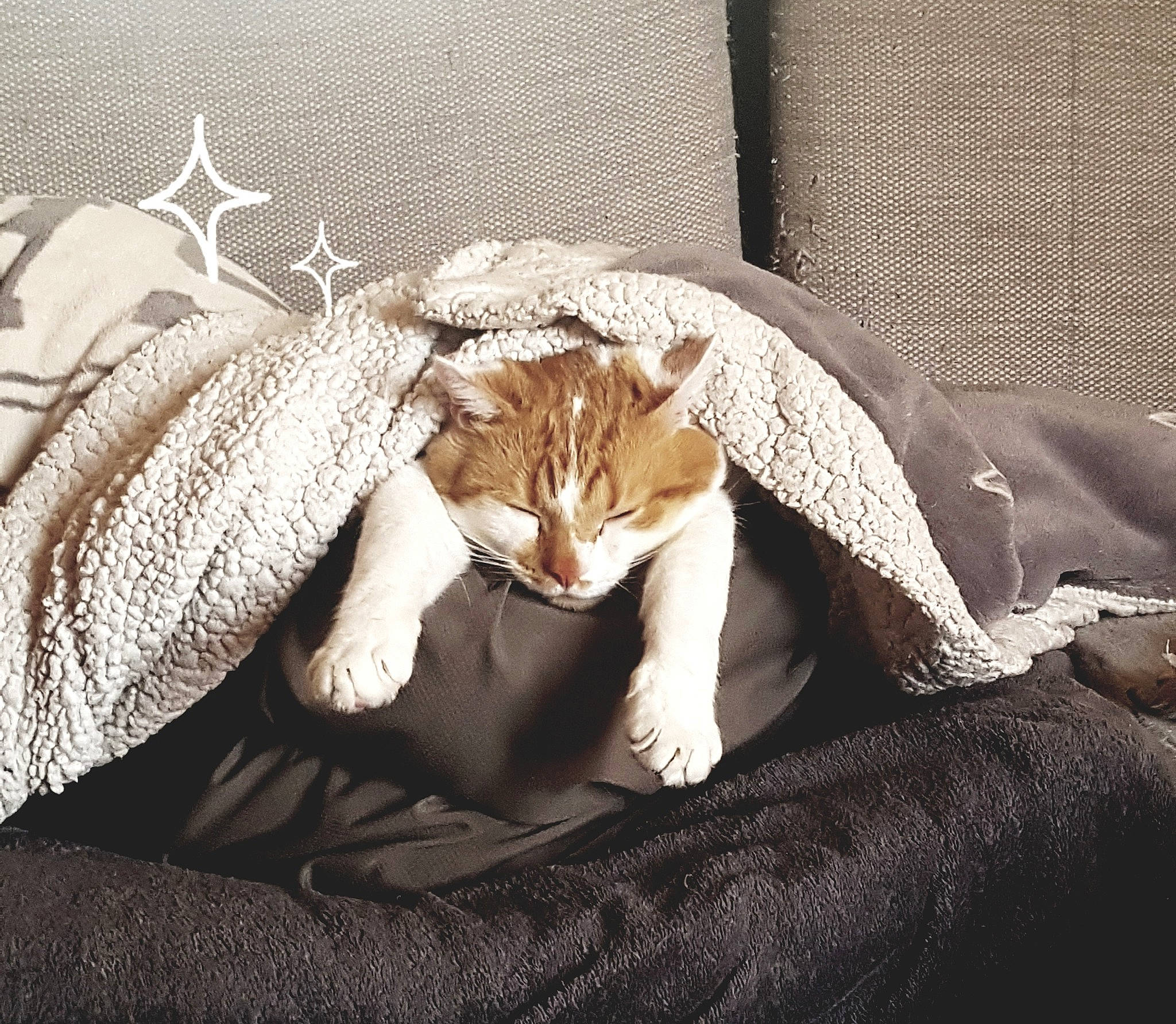 Lako a rejoint le concours — aidez-le/la à gagner de superbes lots ! bed, carnivore, cat, comfort, ear, felidae, fur, furniture, kitten, leg, nap, small_to_medium_sized_cats, tail, whiskers