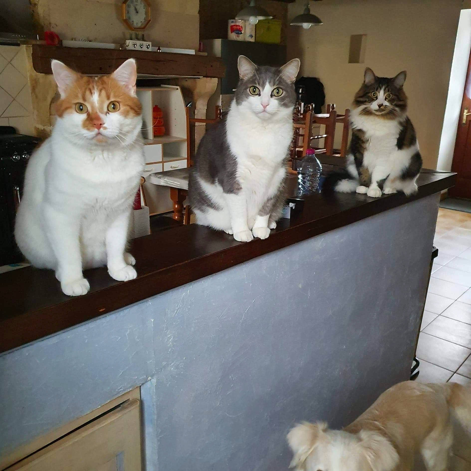 Lako participe au concours pour gagner de l'argent avec cette photo : aegean_cat, american_wirehair, asian, carnivore, cat, domestic_short_haired_cat, european_shorthair, fawn, felidae, fur, japanese_bobtail, kitten, mammal, polydactyl_cat, small_to_medium_sized_cats, tail, turkish_van, vertebrate, whiskers