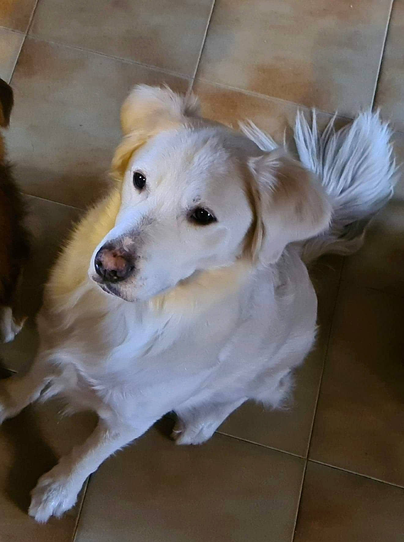 Loulou a rejoint le concours — aidez-le/la à gagner de superbes lots ! canidae, carnivore, companion_dog, dog, dog_breed, fawn, flooring, fur, gun_dog, hardwood, snout, sporting_group, tile_flooring, whiskers, wood, working_animal