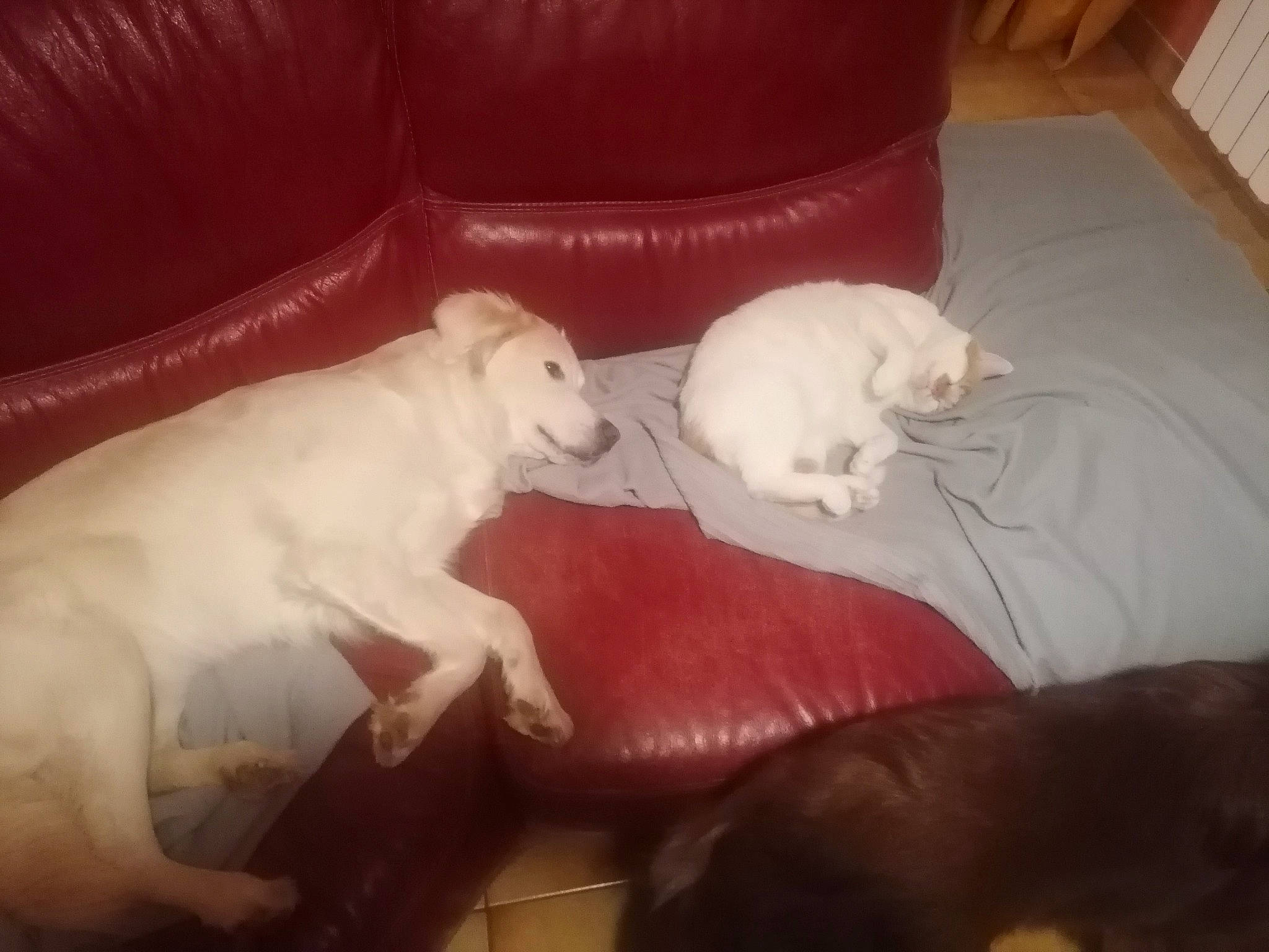 Loulou a rejoint le concours — aidez-le/la à gagner de superbes lots ! carnivore, cat, comfort, companion_dog, couch, dog_breed, fawn, felidae, flooring, fur, hardwood, paw, room, small_to_medium_sized_cats, sporting_group, tail, terrestrial_animal, whiskers, wood, working_animal