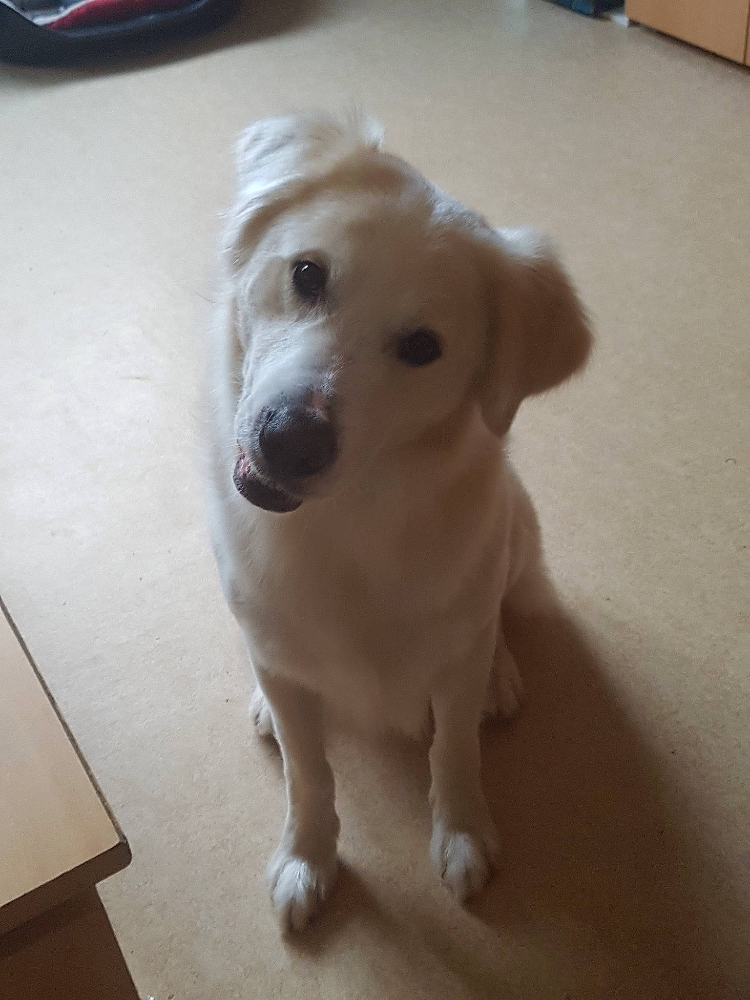 Loulou participe au concours pour gagner de l'argent avec cette photo : canidae, carnivore, companion_dog, dog, dog_breed, fawn, golden_retriever, mammal, nose, puppy, rare_breed_dog, retriever, small_greek_domestic_dog, snout, sporting_group, vertebrate